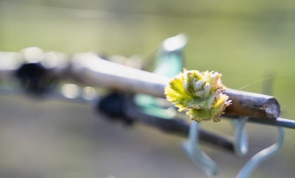 Brotación en los Viñedos de Rioja