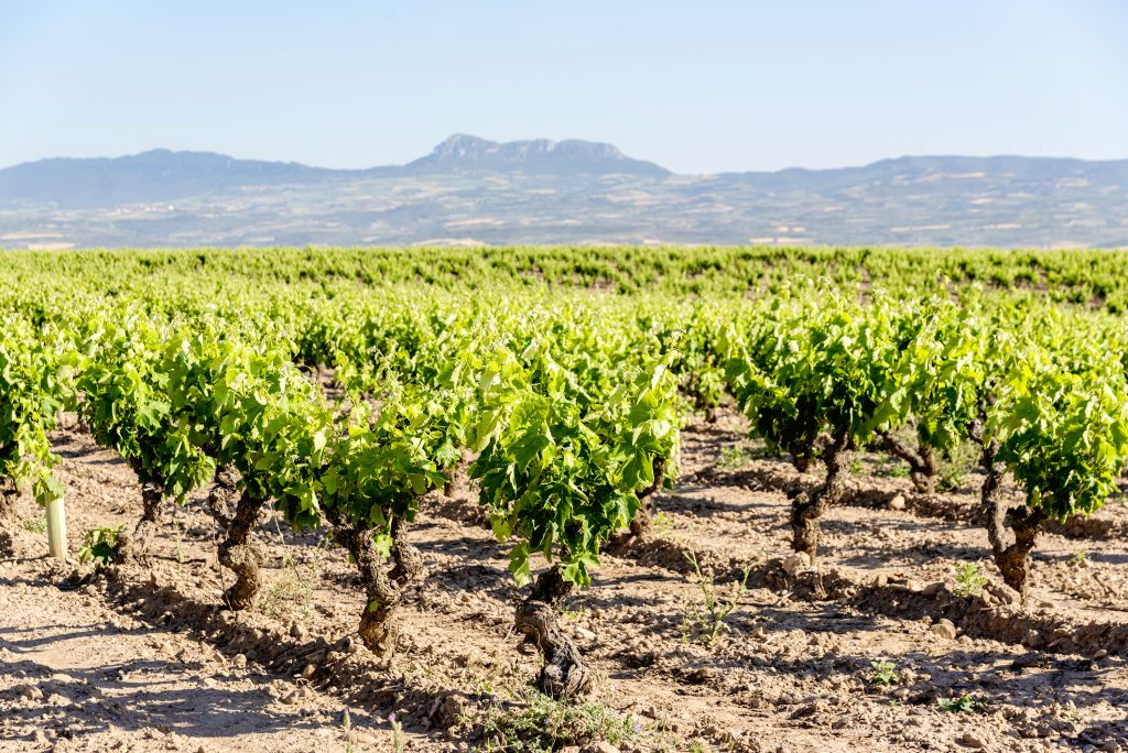 Viñedo Singular Finca Alto Cantabria, en Logroño