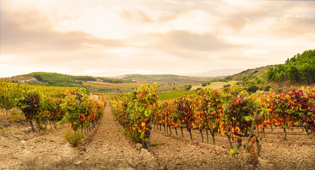 Viñedo de Maturana Tinta Balcón de Pilatos. De Bodegas Valdemar